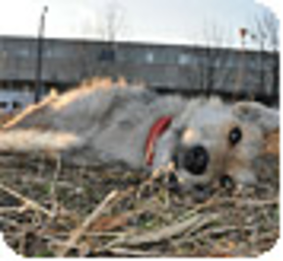 La Fondation au secours des chiens errants d'Ukraine