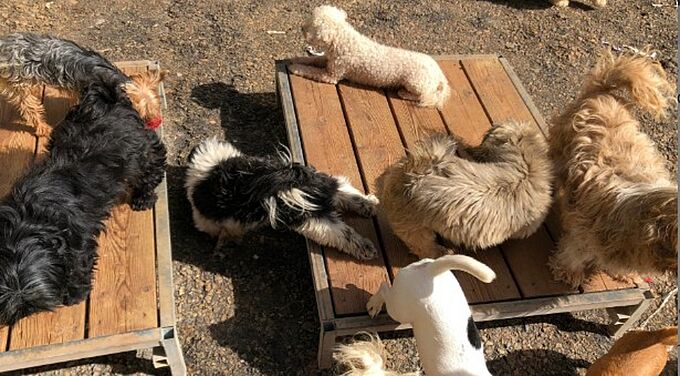 200 chiens revendus directement à un « élevage-usine » : le pire des scénarios