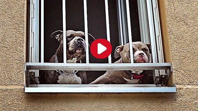 Deux chiens abandonnés dans une pièce jonchée d’excréments