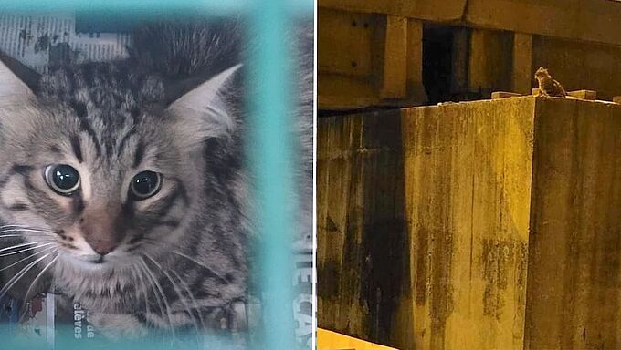 Des bénévoles bravent le danger pour sauver un chat pris au piège sur un pilier