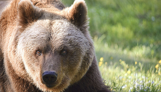 Aidez-nous à protéger l'ours dans les Pyrénées !