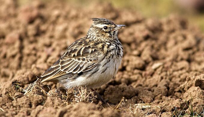 Le Conseil d’État met fin aux chasses traditionnelles contre les alouettes