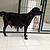 Une des chiennes secourues. © Fondation Assistance aux Animaux