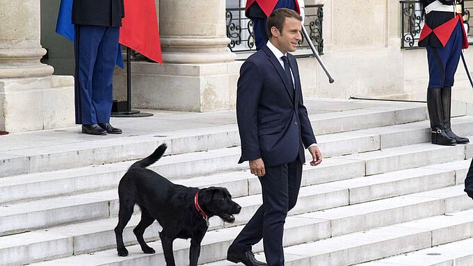 Bien-être animal : le Président n’a (toujours pas) tenu ses promesses !
