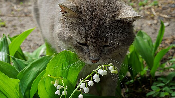 Muguet du 1er mai : attention à vos animaux