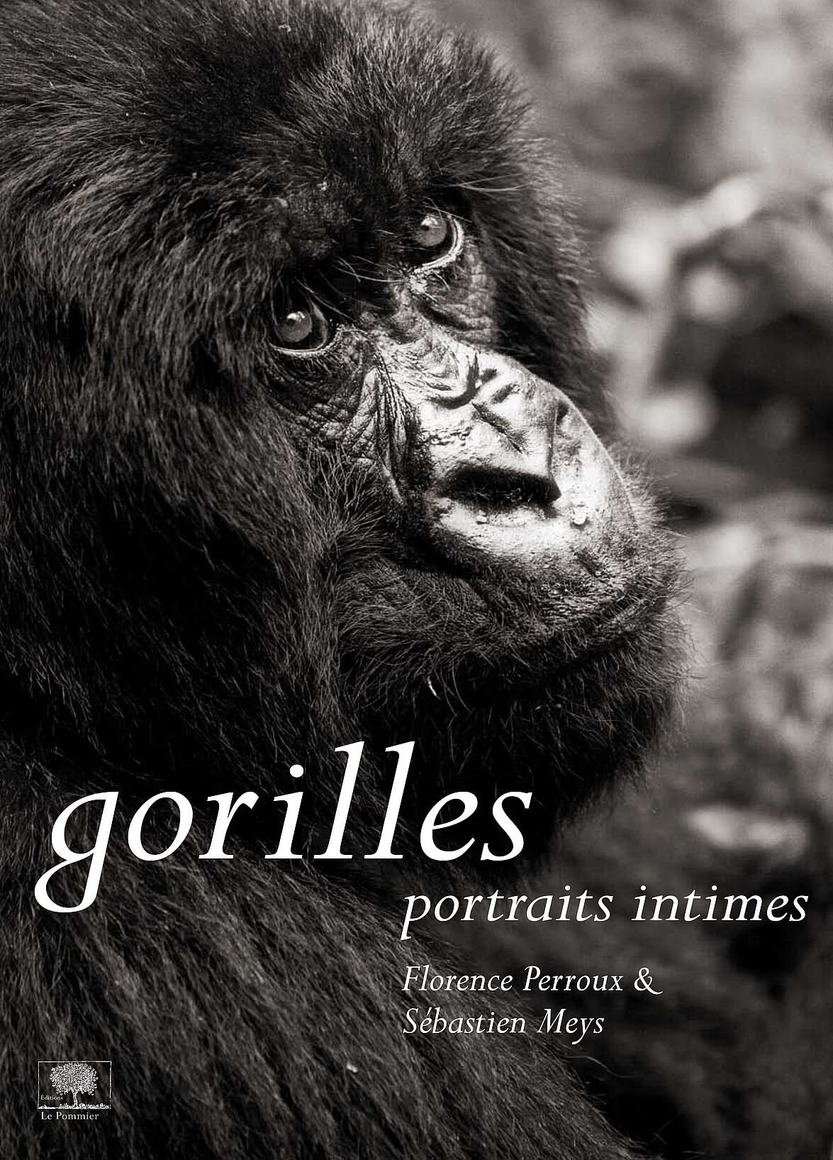 Gorilles, portraits intimes