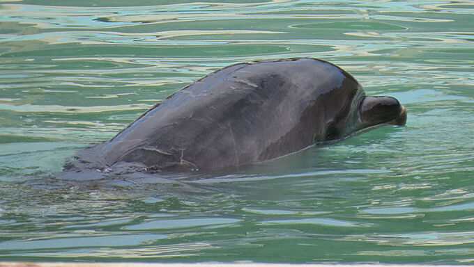 A l'abandon dans un parc fantôme, le dauphin « Honey » est mort seul. Stop à la captivité des cétacés !
