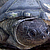 35 tortues saisies ou abandonnées sont rapatriées au Sénégal. © Village des Tortues de Gonfaron
