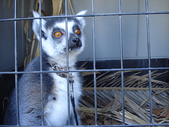 Un lémurien détenu illégalement pris en charge par la Fondation