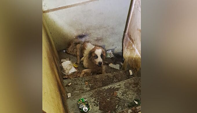 Affamée et abandonnée dans une cave, cette chienne a frôlé la mort