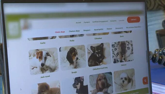 La position incompréhensible du gouvernement sur la vente en ligne d’animaux