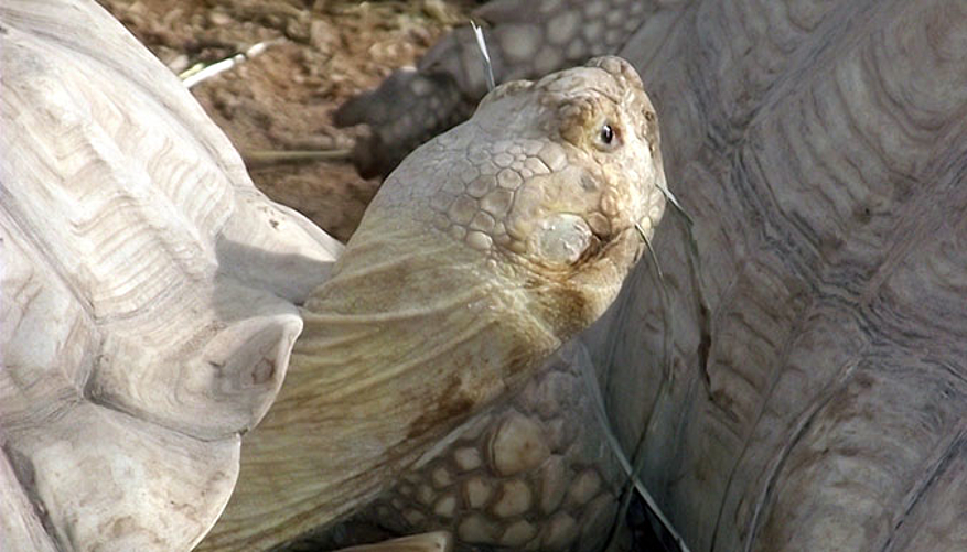Les tortues vivront dans un climat plus adéquat au Sénégal. © Village des Tortues de Gonfaron