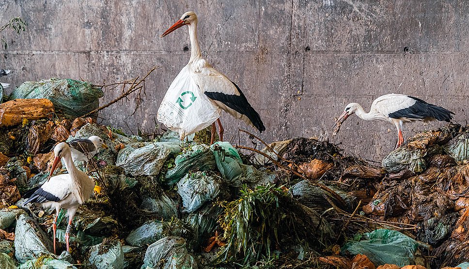 The danger of plastic pollution on wildlife is not a cliché!