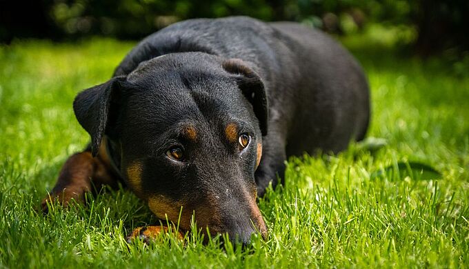 Un chien abandonné en pleine chaleur succombe !