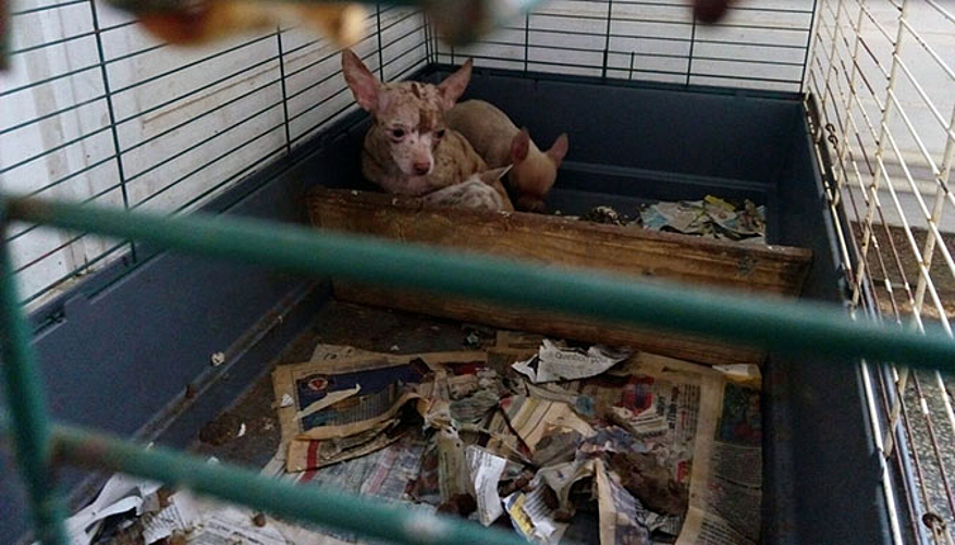Les conditions de vie de ces animaux étaient terribles.  © Fondation 30 Millions d'Amis