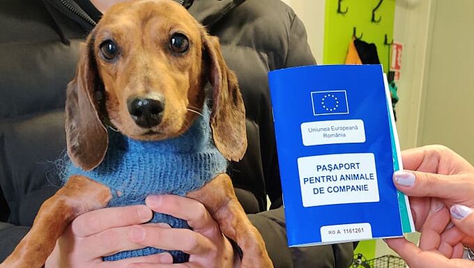 Guerre en Ukraine : 30 Millions d’Amis débloque une aide d'urgence en soutien aux réfugiés et leurs animaux