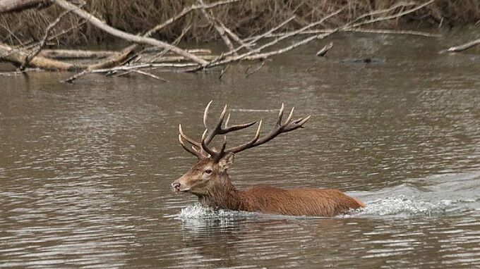 Un équipage de chasse à courre élimine « la Pieuvre », cerf emblématique de l’Oise. Une honte !