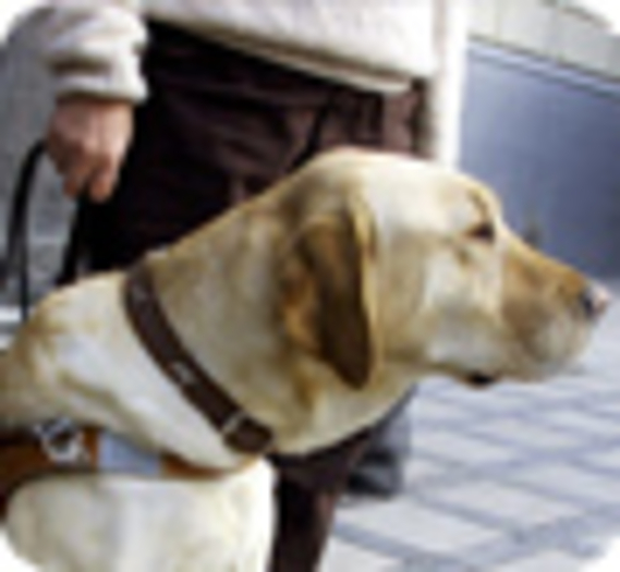 Un malvoyant et son chien victimes d’un contrôle policier abusif ?