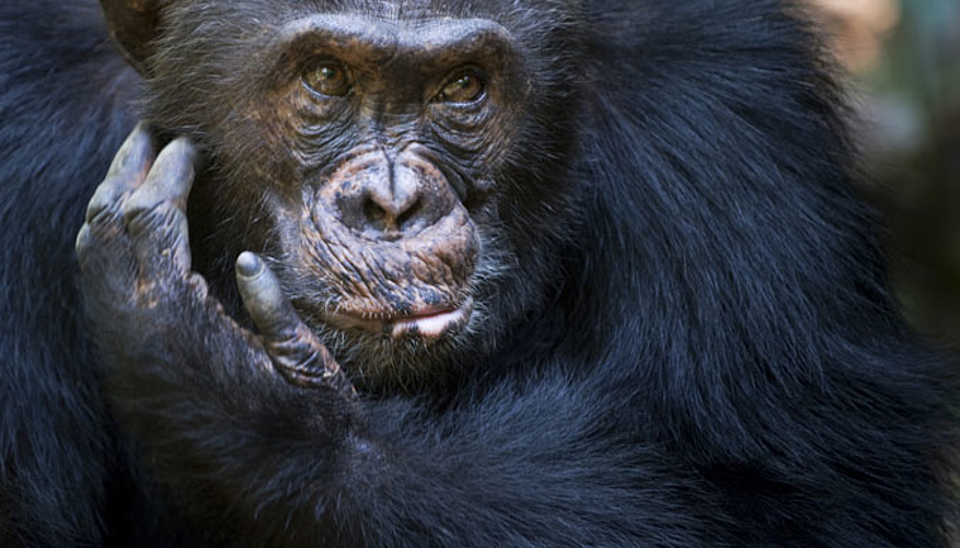 Les chimpanzés sont menacés. © andreanita - Fotolia.com