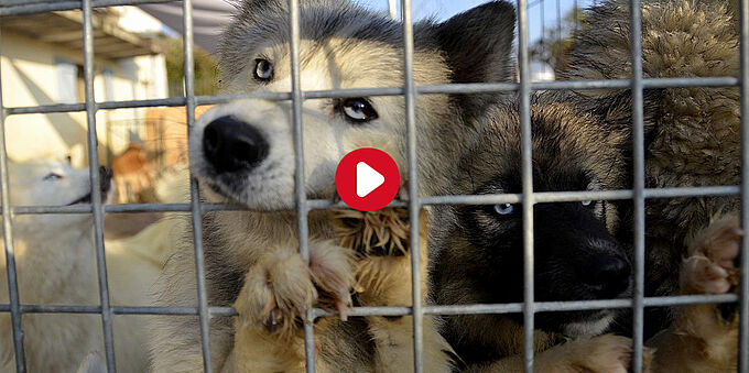 121 chiens sauvés ont besoin de vous