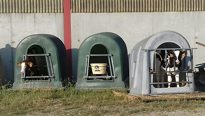Des veaux piégés et isolés dans des niches en plastique à plus de 40°C !