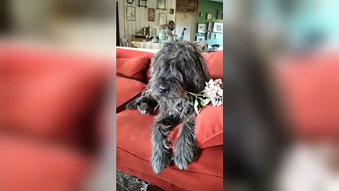 Dérangé par les aboiements, un homme tire au fusil de chasse sur ce vieux chien. 30 Millions d'Amis sera partie civile