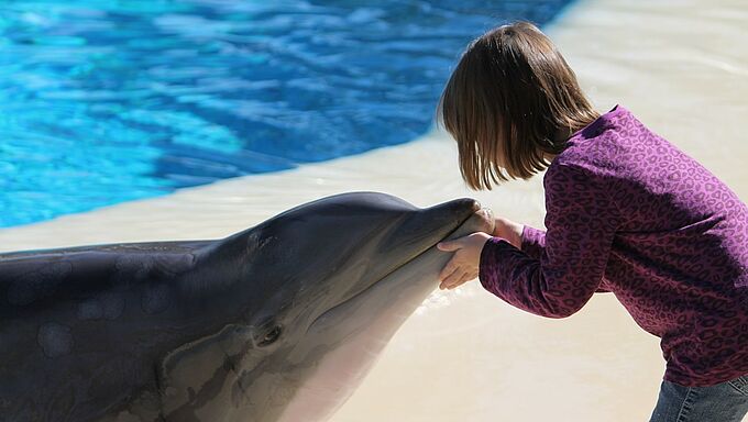 Delphinariums : le Canada frappe un grand coup contre la captivité des cétacés 
