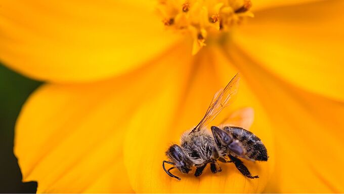 Néonicotinoïdes tueurs d’abeilles : la justice européenne siffle la fin de la récréation