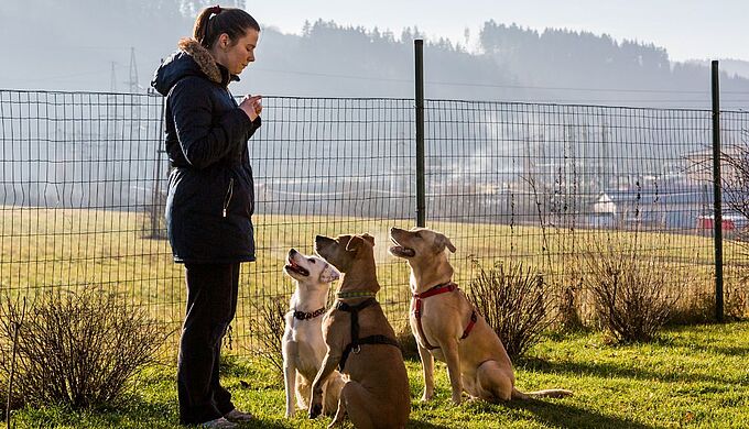 Bien-être animal : de nouvelles normes pour les professionnels 