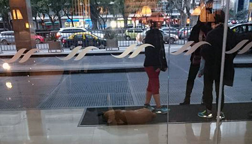 Rubio, indifférent aux passants devant l'hôtel. © Facebook Olivia S.