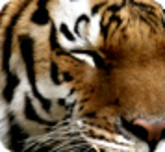 L’exhibition d’un tigre suscite l’indignation (Vidéo)