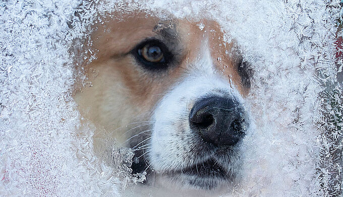 Nos conseils pour bien protéger vos animaux du froid