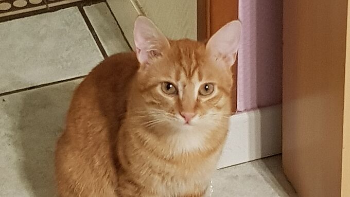 Ce pauvre chat a été éventré... par un piège de chasse ! 30 Millions d'Amis se porte partie civile