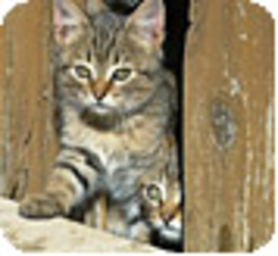 En Ardèche, une petite commune responsable de ses chats libres
