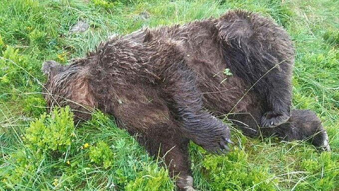 Ours abattu en Ariège : la Fondation 30 Millions d'Amis porte plainte