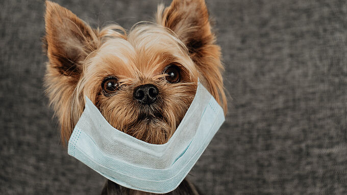 Coronavirus : nos chiens et nos chats peuvent-ils être touchés ?