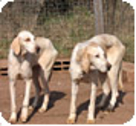 La Fondation 30 Millions d'Amis recueille 14 chiens