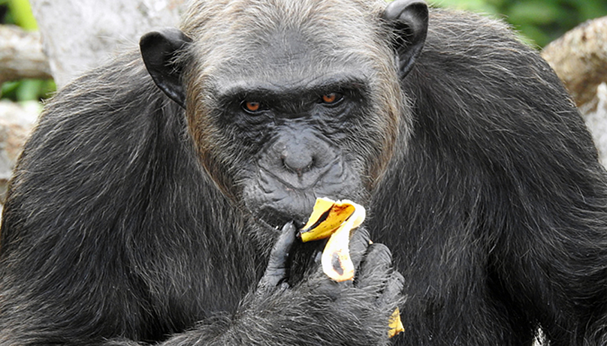 Les chimpanzés raffolent des bananes. © Help Congo 