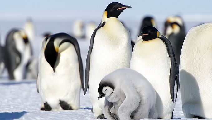 Face au changement climatique, quel sort attend les animaux de l’Antarctique ?