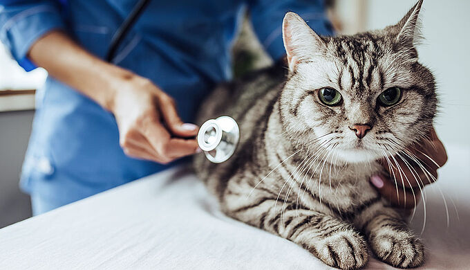 Le SOS d’animaux en détresse