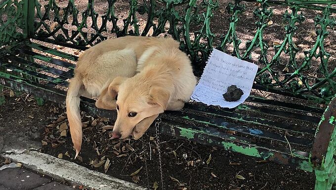 Un chiot abandonné sur un banc avec une lettre… Découvrez l'émouvante histoire de Boston