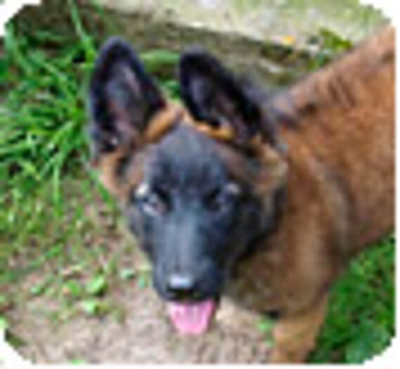 Les malinois Hope et Leane vont bien !