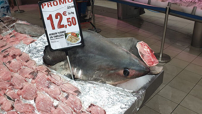 Scandaleux ! Du requin menacé d'extinction vendu chez Intermarché