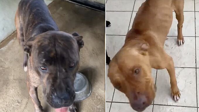 2 chiennes squelettiques attachées au bas d’un escalier