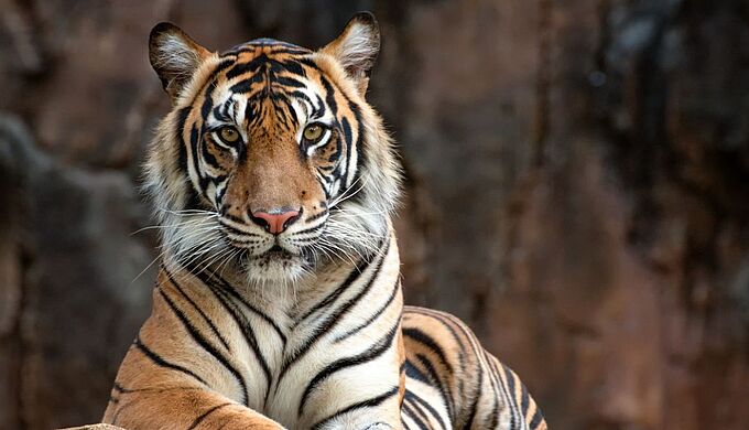 Le tigre en déclin de population : voici 5 faits alarmants autour de sa survie