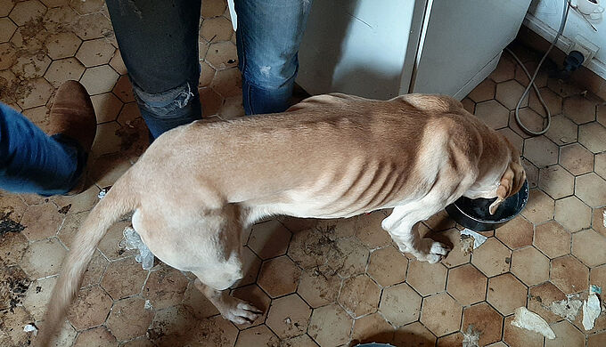 Un labrador cachectique retrouvé abandonné dans une maison
