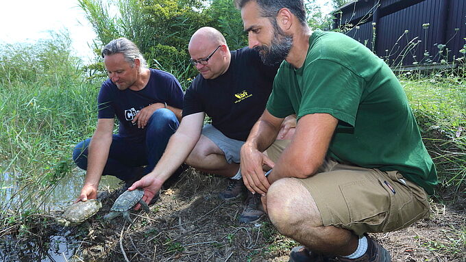 Après avoir été soignées dans un refuge spécialisé, ces tortues d'espèce rare et menacée retrouvent la nature