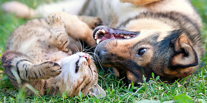 Au printemps attention aux empoisonnements de nos chiens et chats