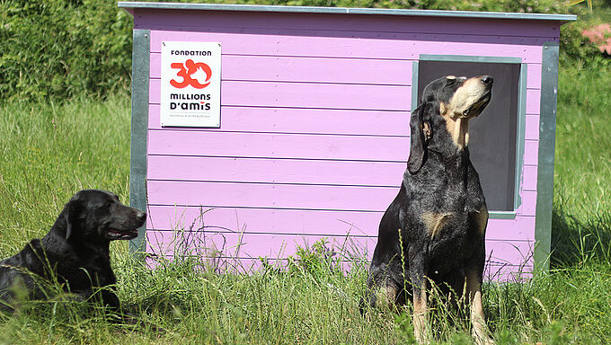 Le refuge Aide aux Vieux Animaux reçoit 60 niches neuves, grâce à vous !