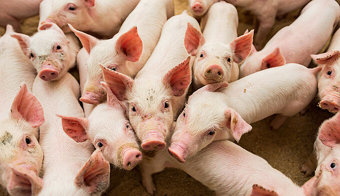 Amputation de la queue des porcs : une plainte déposée contre la France pour non-respect du droit de l'UE